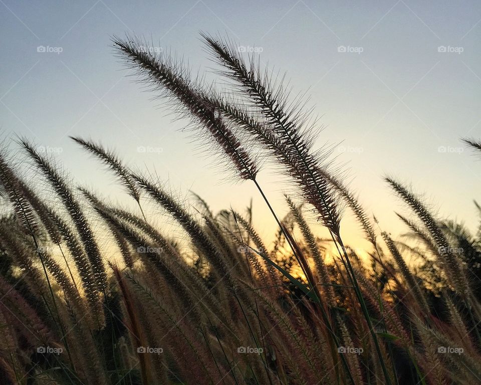 Grass flowers and sunset at meadow