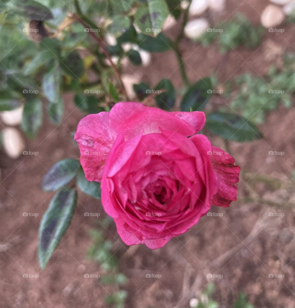 🌹 🇺🇸 Very beautiful flowers to brighten our day.  Live nature and its beauty. Did you like the delicate petals? / 🇧🇷 Flores muito bonitas para alegrar nosso dia. Viva a natureza e sua beleza. Gostaram das pétalas delicadas? 