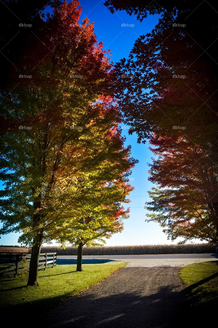 treelined drive with vibrant red and orange colored trees against a bright blue sky that meets the highway