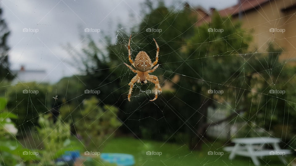 Cross spider climbing the web - spindel i nät