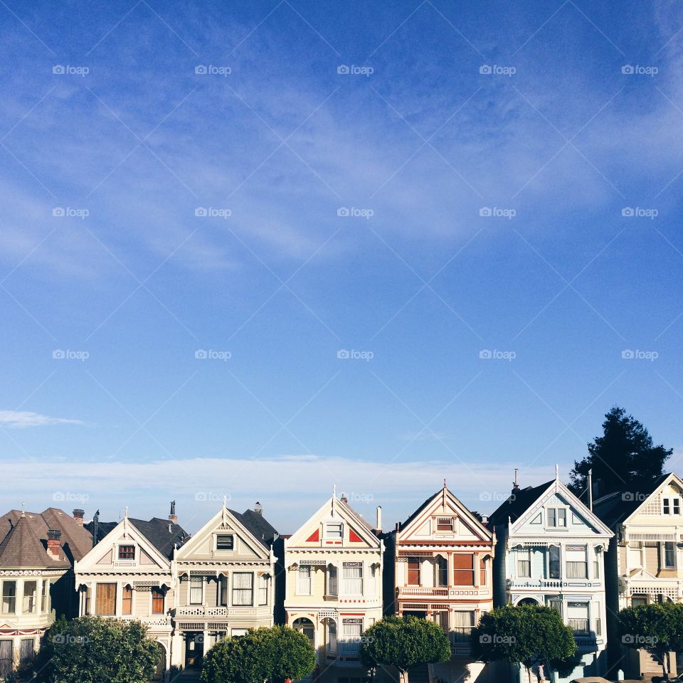 Painted Ladies