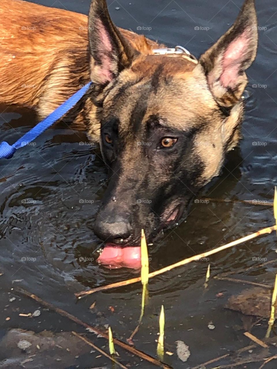 Malinois drinks water in a lake