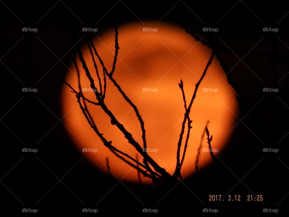 Blurred red moon behind leafless branch.