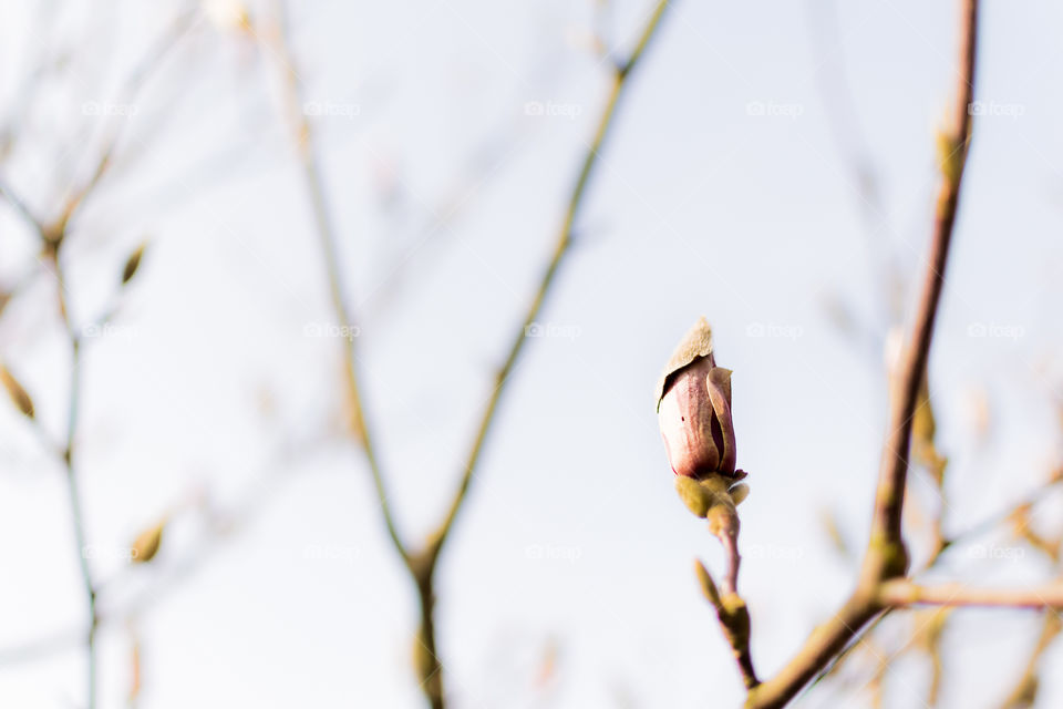 One magnolia bud