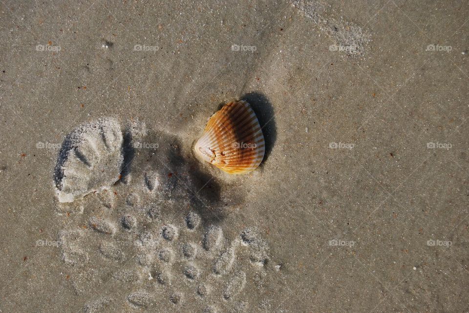 Sea shell and shoe print in sand