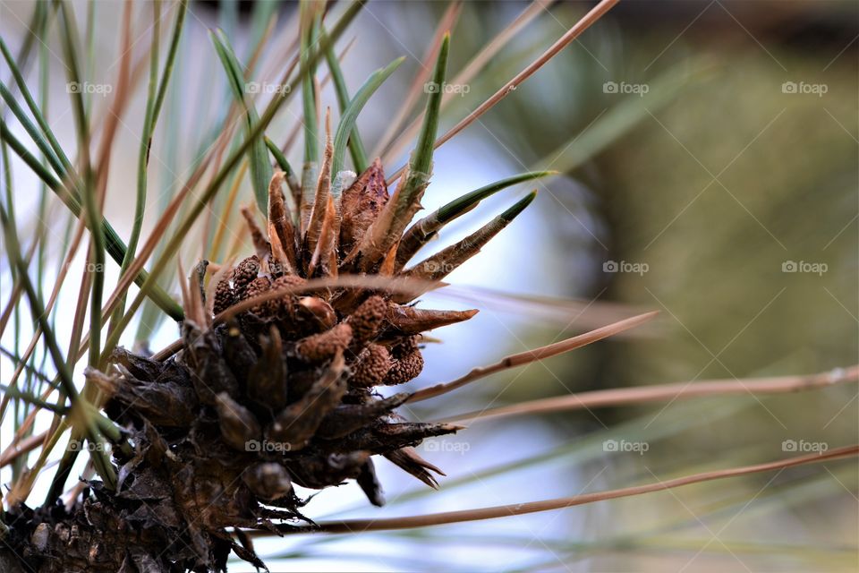 Pine bristles in Lake Tahoe. 