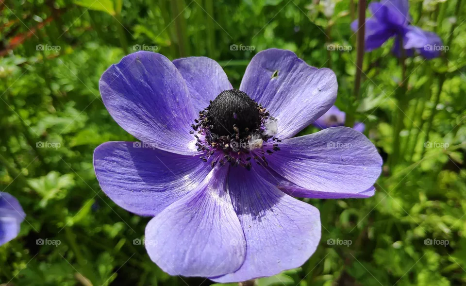 Lavender flower