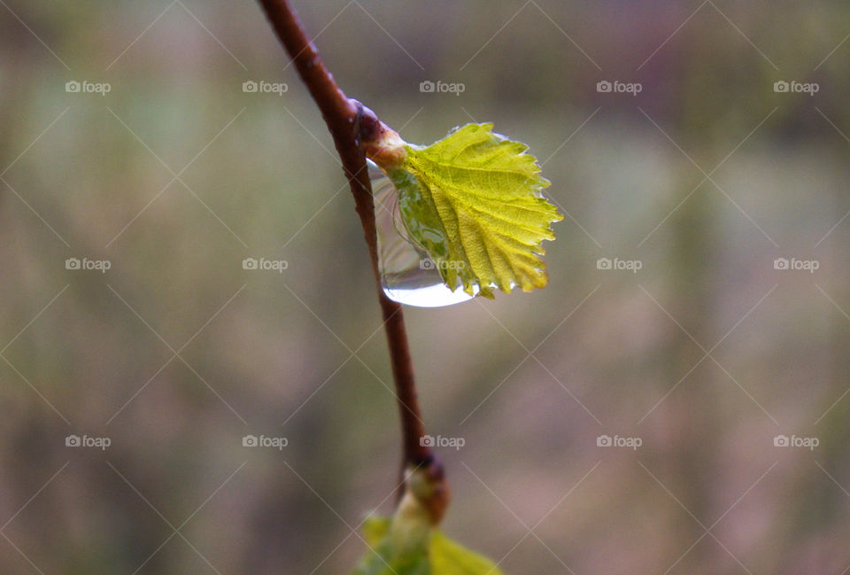 Raindrop on a tree branch with young leaves. Spring