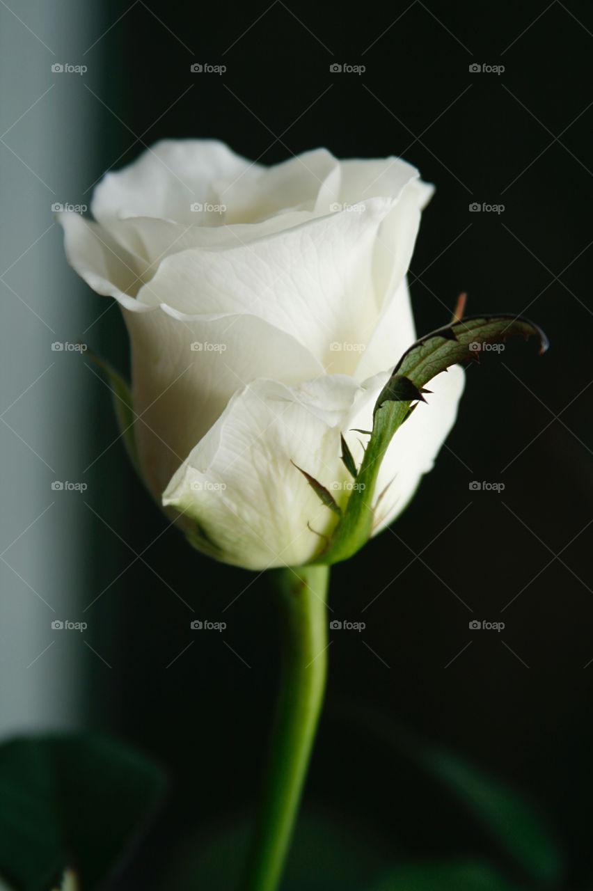 White rose