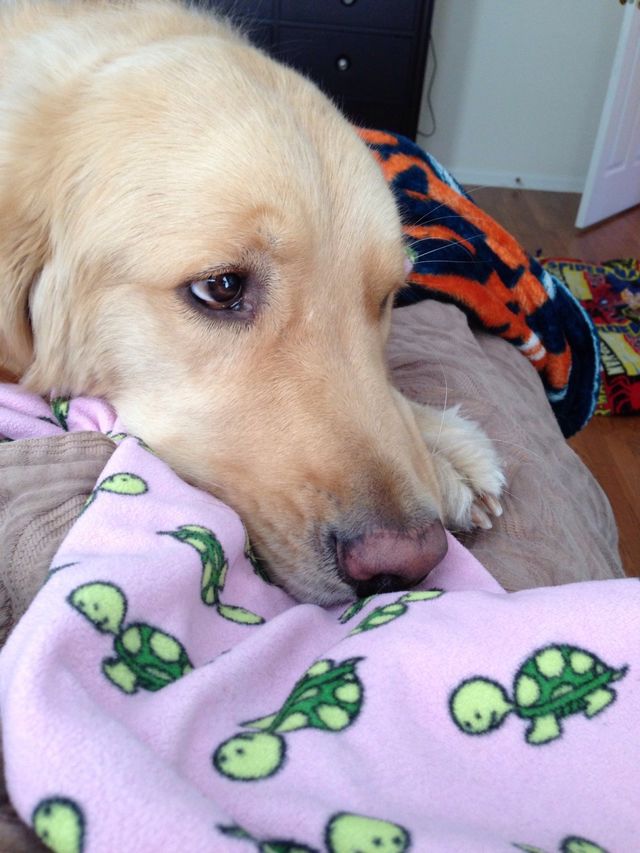Resting puppy