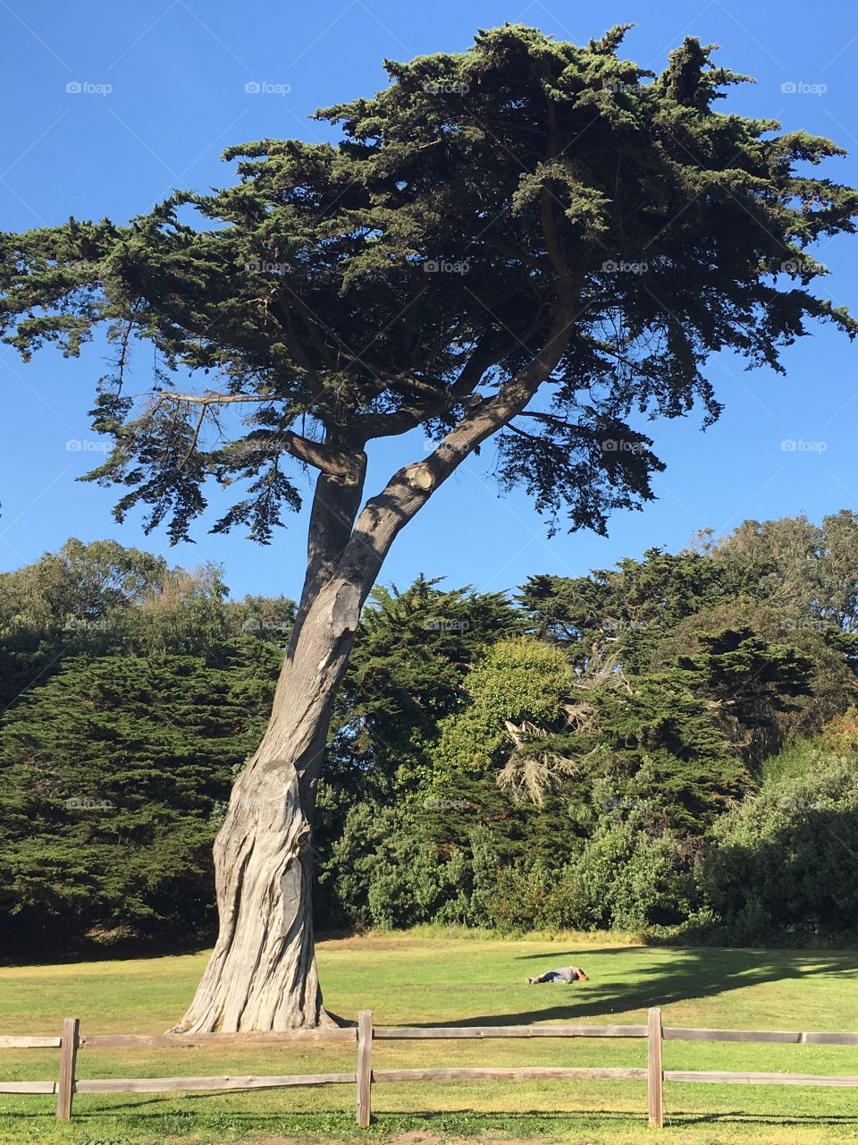 Tree, Landscape, No Person, Wood, Nature