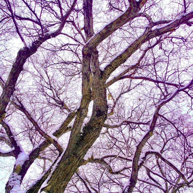 snow winter sky tree by stykellee