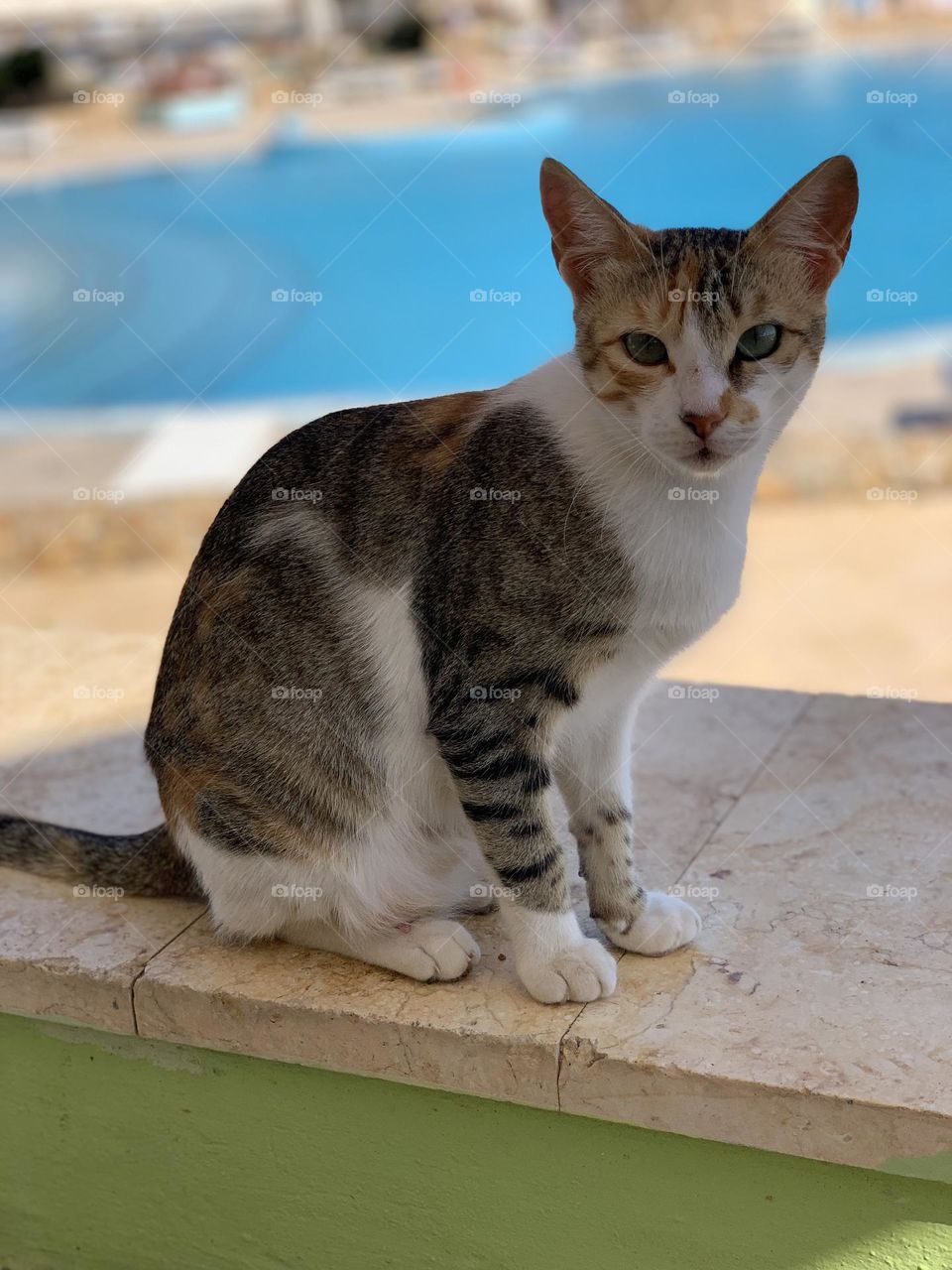 Egyptian cat on pool 