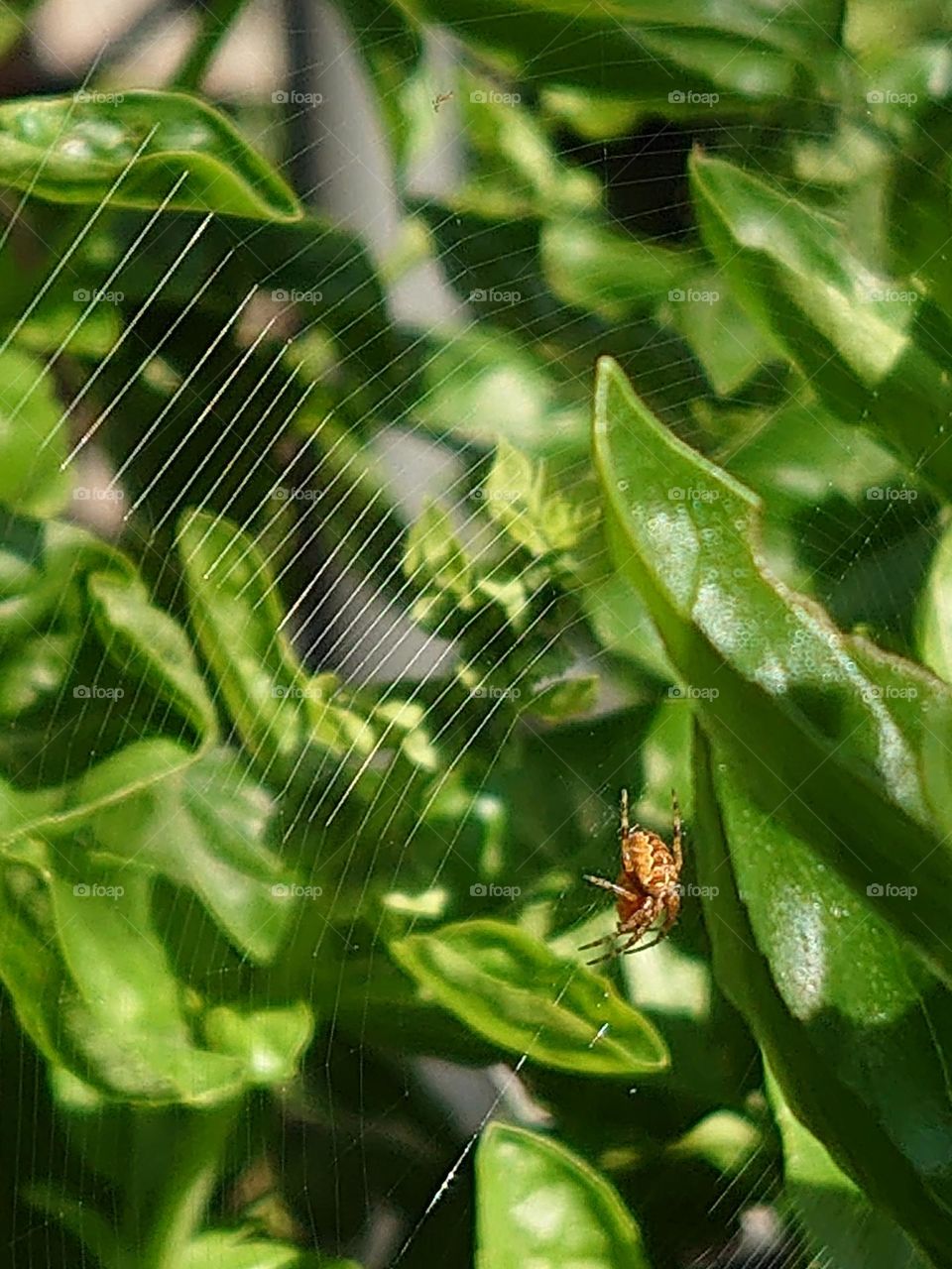 Litlle spider in the Basil plant