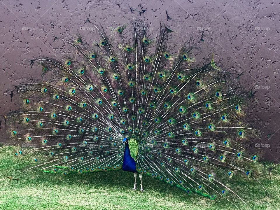 Peacock 