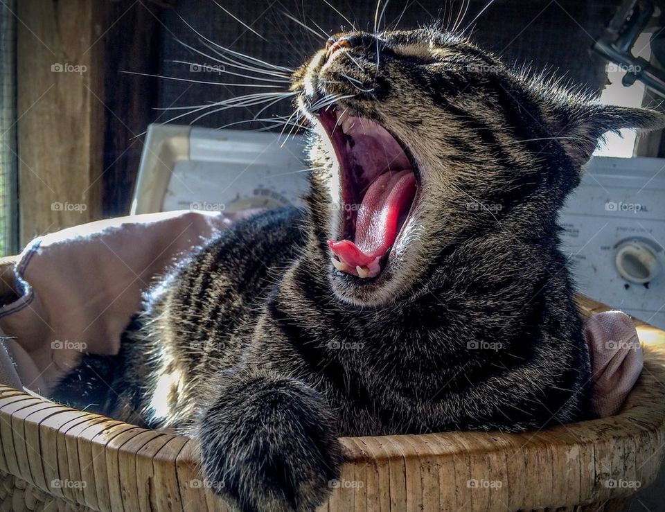 Yawn of a Lion