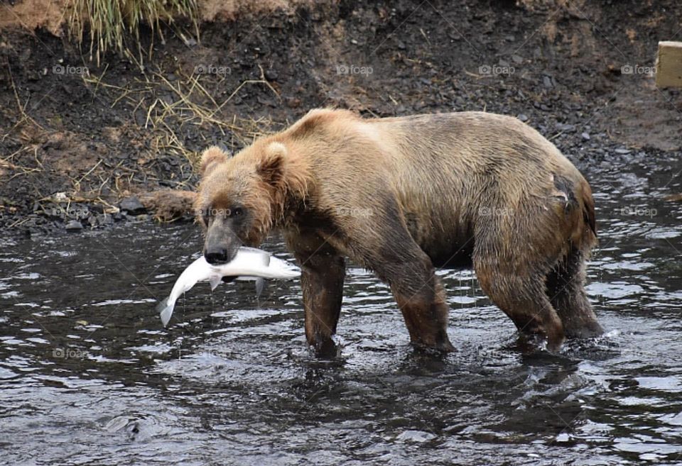 Kodiak bear 