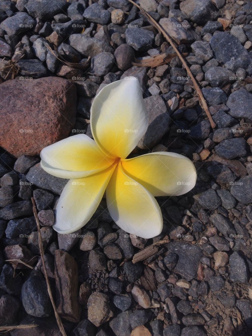 Fallen Frangipani