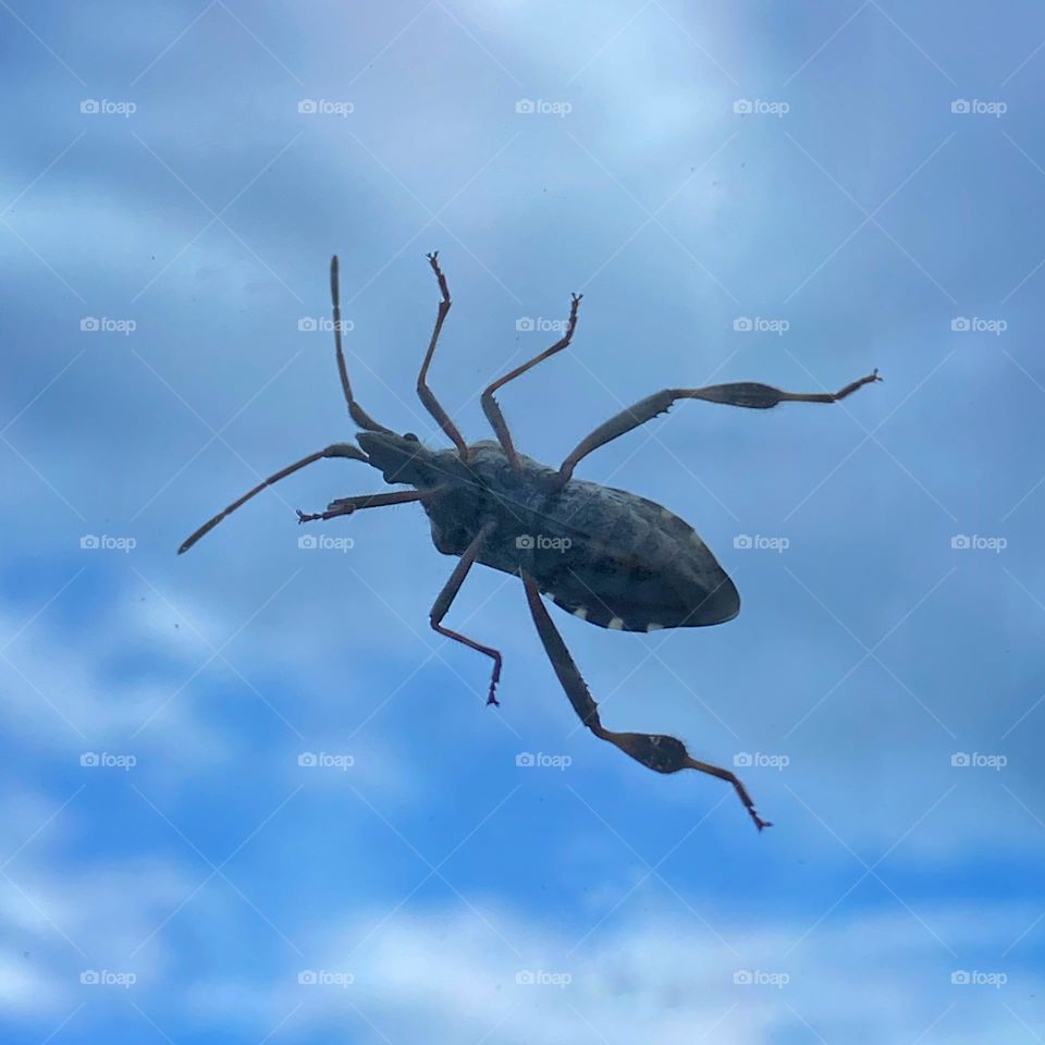 Closeup of the underside of a beetle