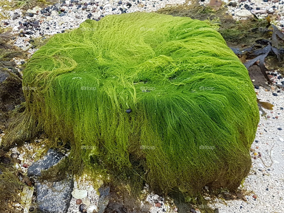 green seaweed laden rock