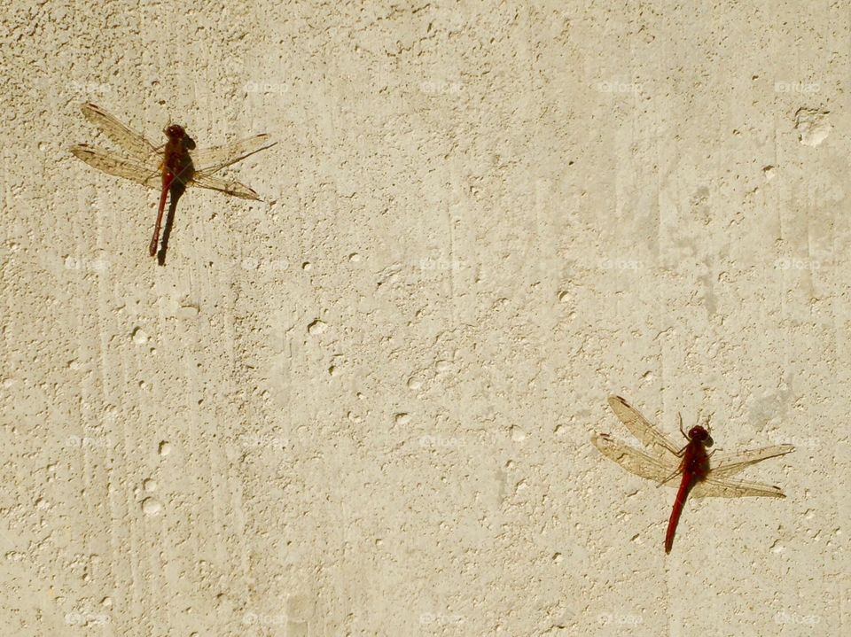 Two red dragonflies on cement.