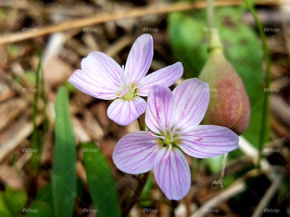 Hepatica/Spring flower