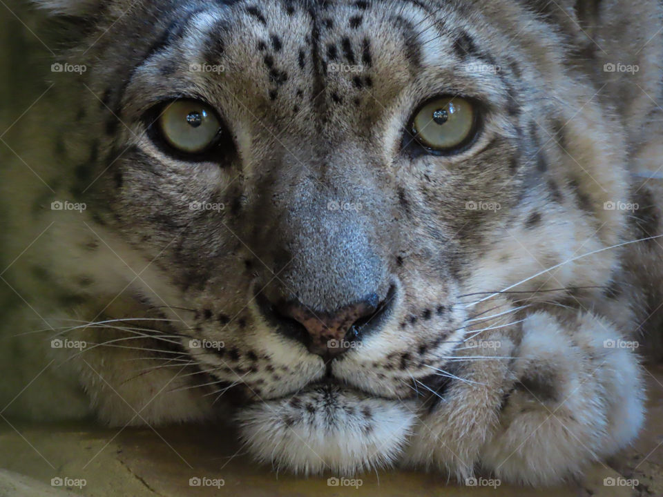 Snow leopard closeup.