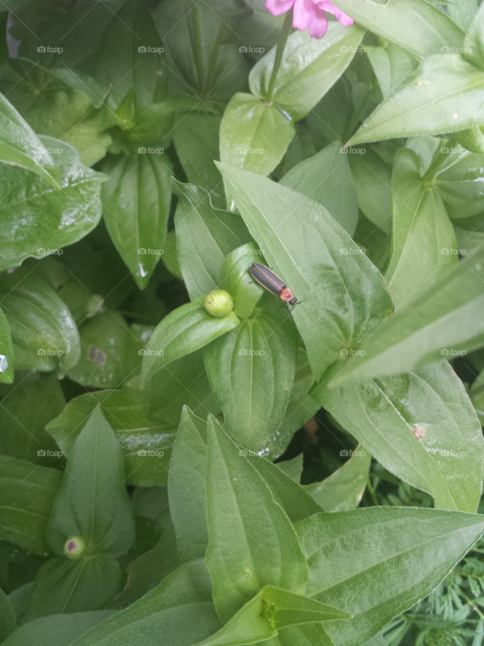 lightning bug & zinnia plants