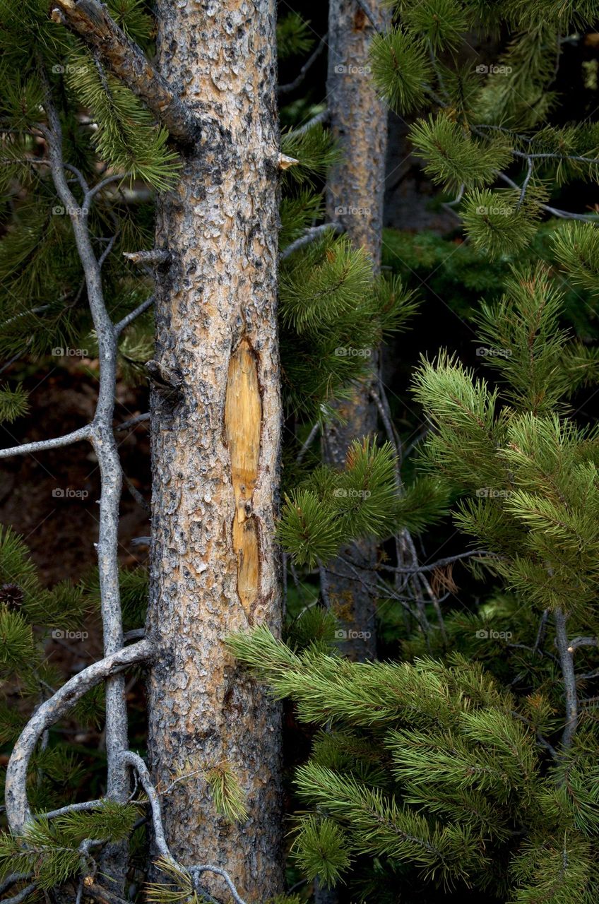 A pine tree damaged by an elk shows a colorful layer under its bark
