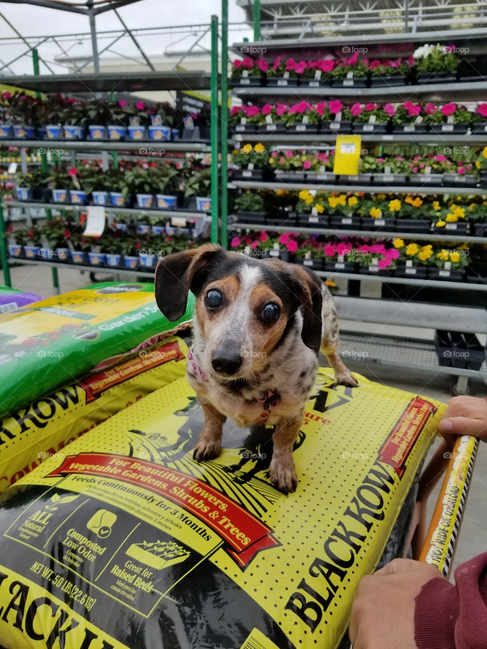 picking out flowers