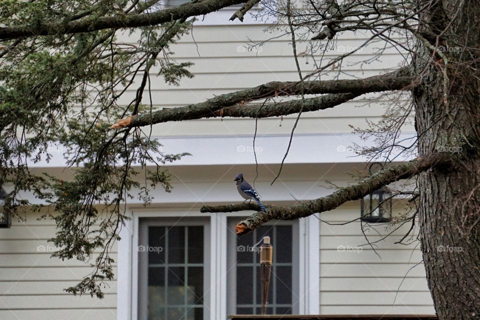  Blue Jay Bird on a Pine Tree 