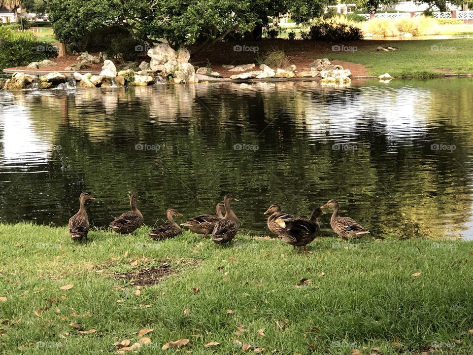 Ducks relaxing by the water