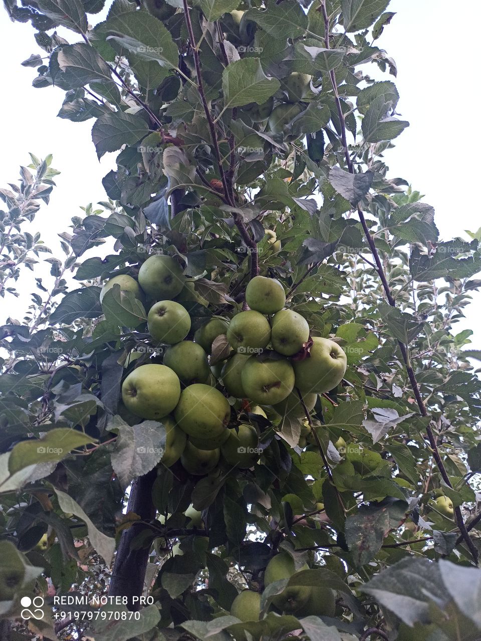 A variety of  Apples'  produce called " Golden Apple" in our local language in Apple producing Area called Shopian Kashmir  J& K.. Apple are in almost last stage of Ripening & will picked from plants within next month.....