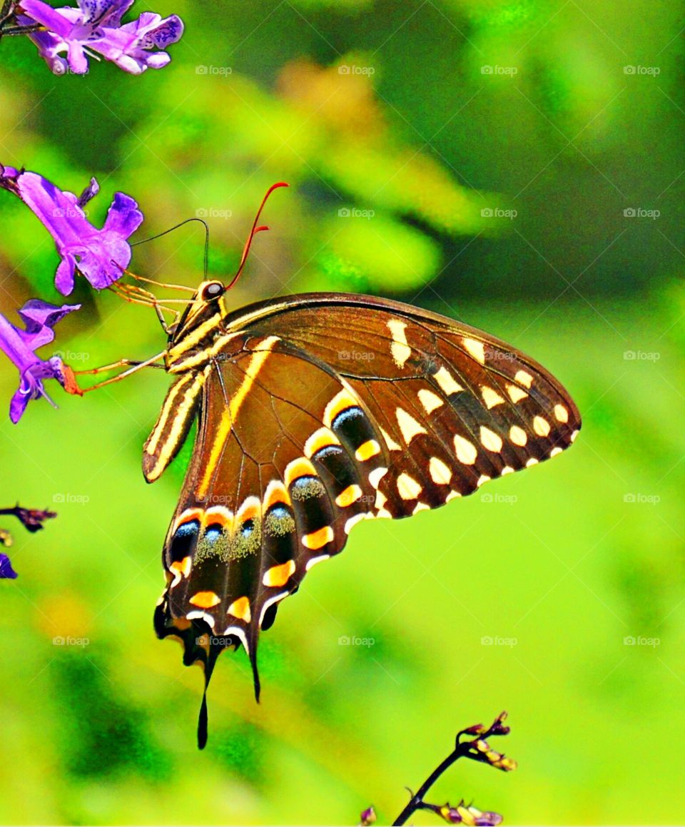 Butterflies are Beautiful 