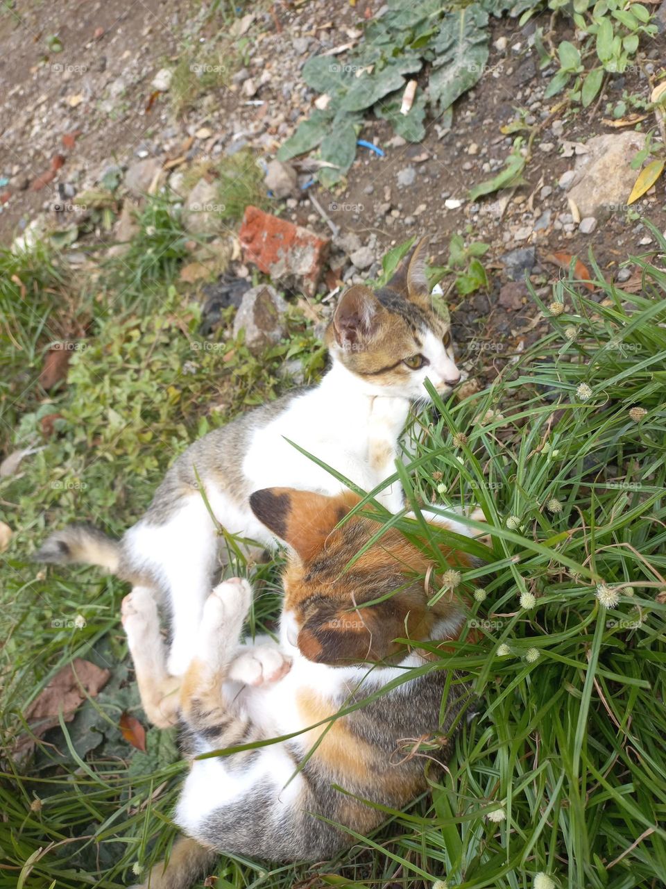Cute kitten playing in the grass