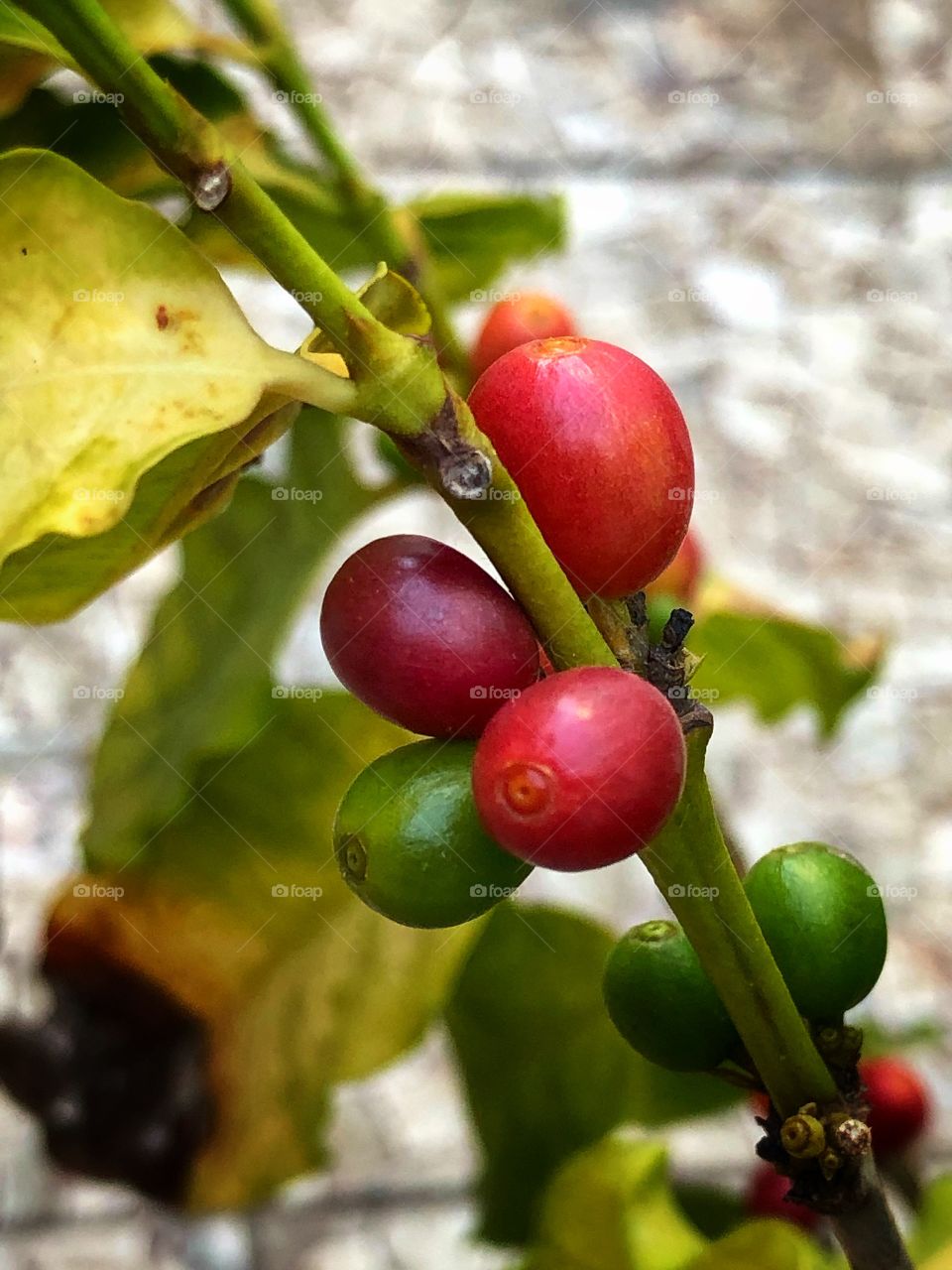 For someone who loves to drink coffee, it is fascinating to see it in the first stages: the flower, the small fruits, those fruits growing, becoming green and then red, tasting them and finding out it is sweet... From the coffee tree in my backyard.