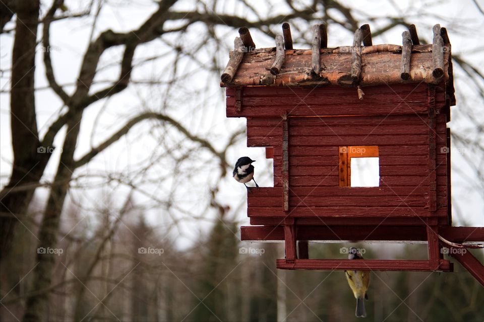 Great tit birds in birdhouse