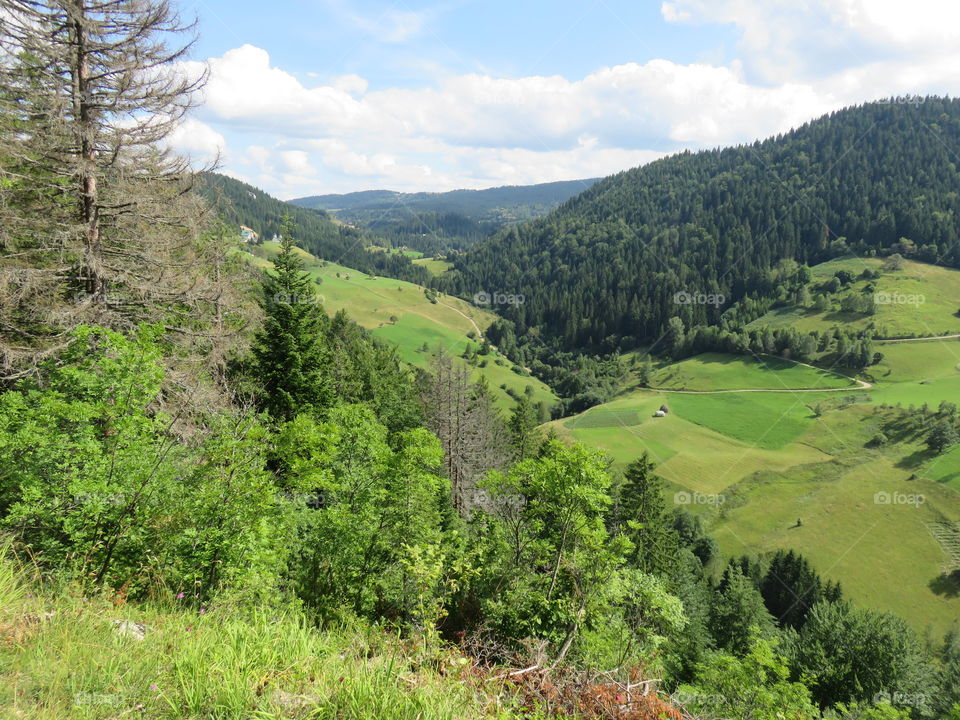 Mountain Tara landscape in summer
