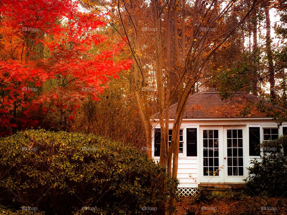 Backyard Color. Backyard in fall splendor