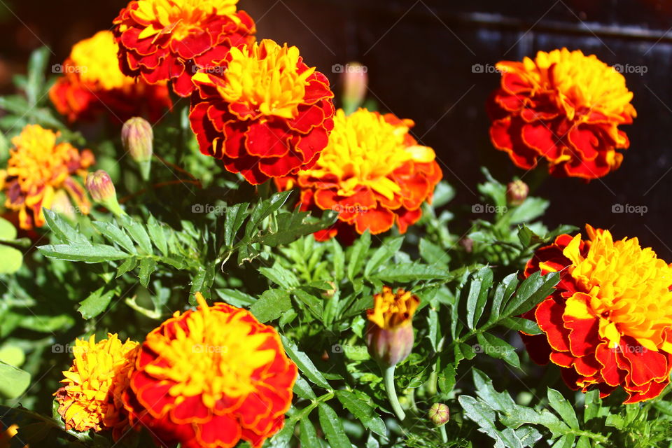 Marigolds in the sun