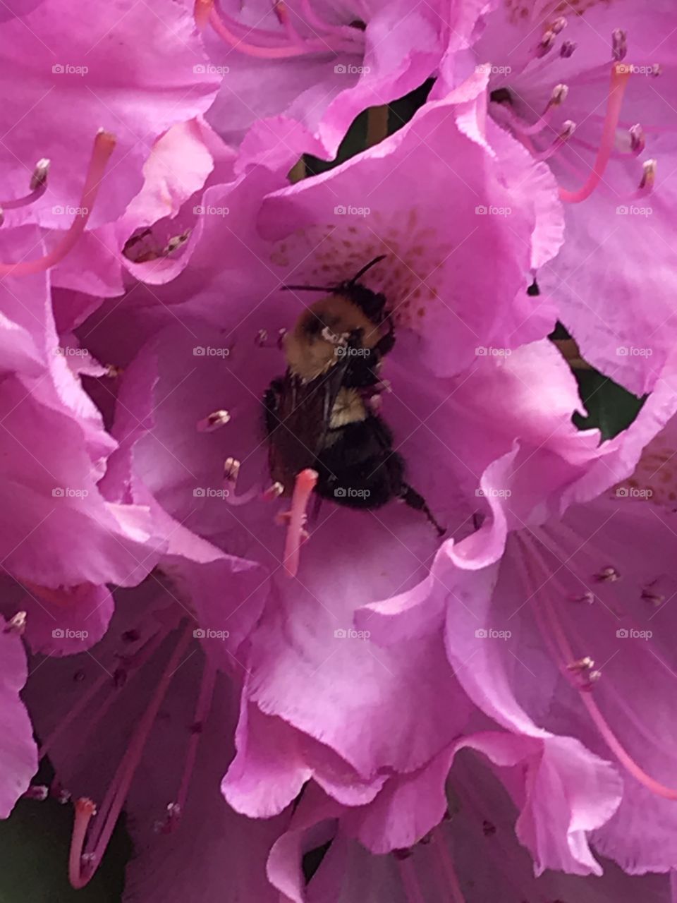 Bee in flower 