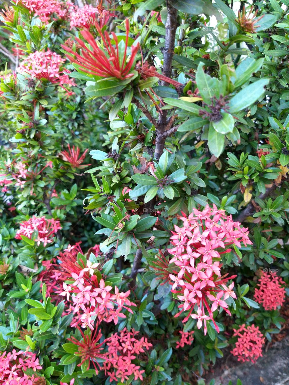 Rose flowers in the garden.