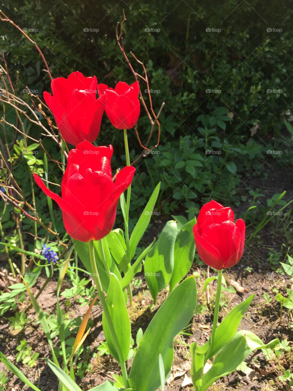 Beauty in my garden 