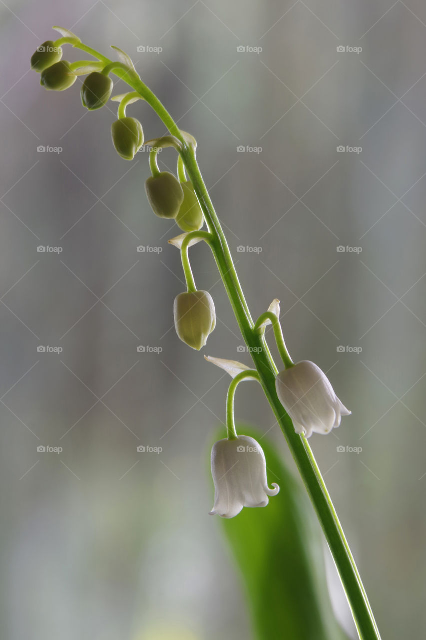 Sprig of lily of the valley with two small white bells