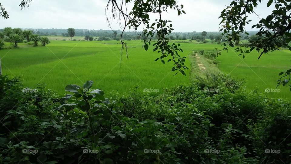 Rice tree