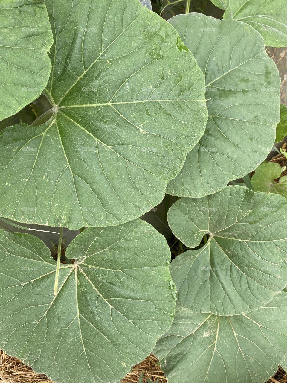 Amazing farm in city albah