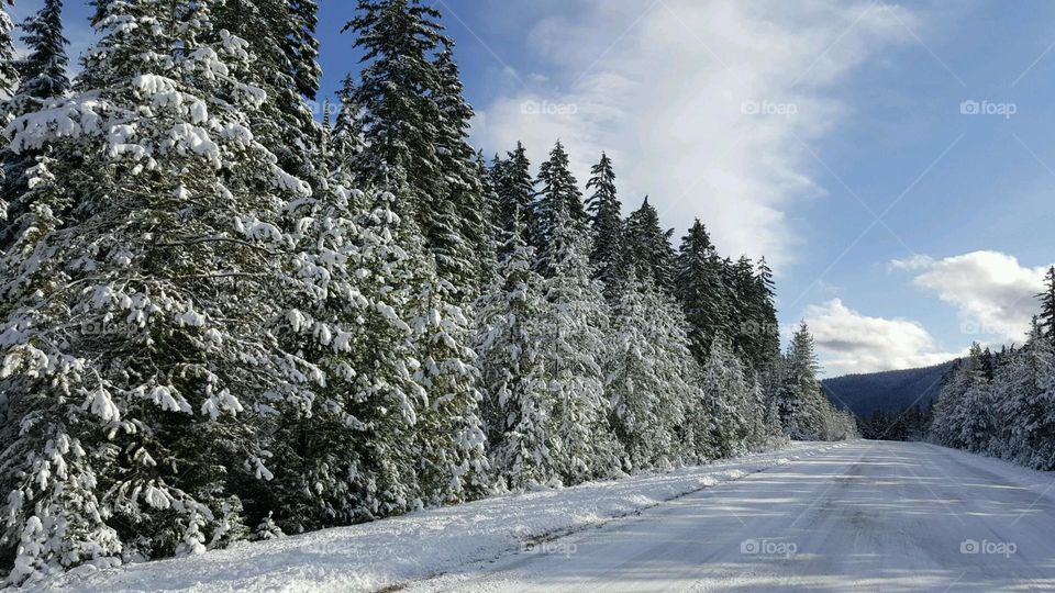 Winter wonderland 