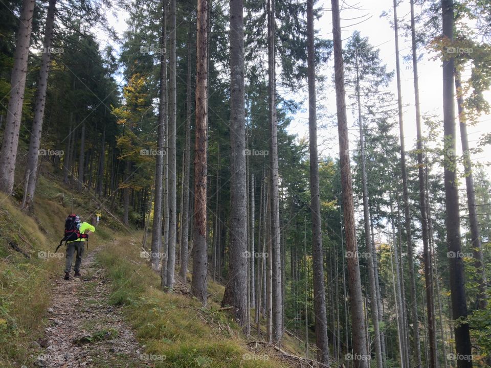 Beautiful nature. Trees