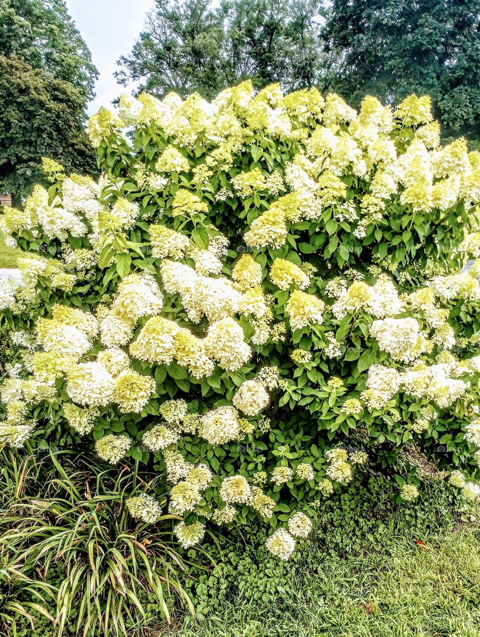 Yellow and White Flowering Bush