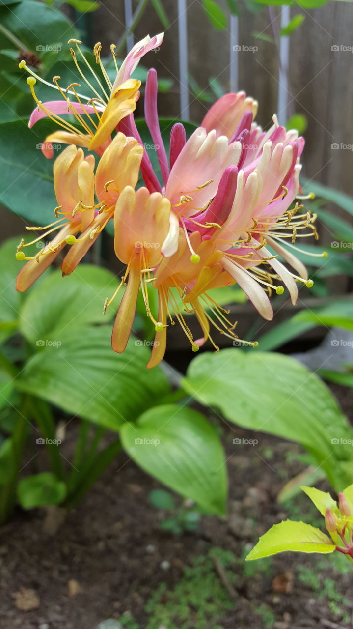 honeysuckle